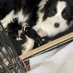 ボーダーコリー　子犬の画像