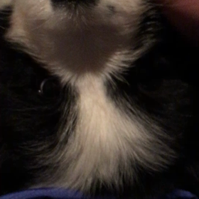 仔犬〜の画像