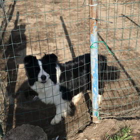 妊娠犬の画像