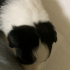 子犬の成長の画像