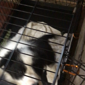 お問い合わせ 子犬の画像