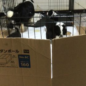 ボーダーコリー  販売中　子犬の画像
