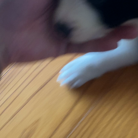 お問い合わせの子犬の画像