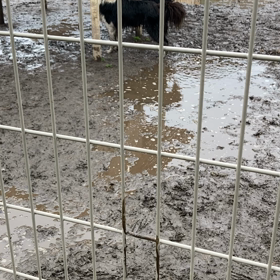 ボーダーコリー　仔犬　の画像