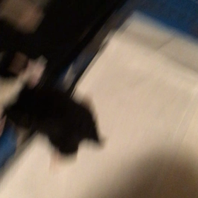飼い主さん決まりましたの画像