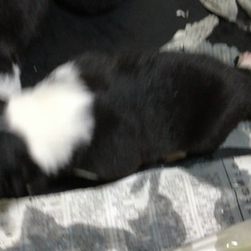 ボーダーコリー 子犬の画像