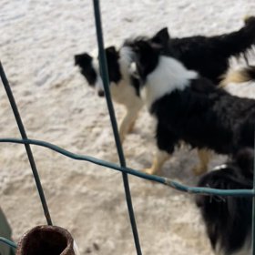 犬の世界の画像