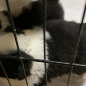 ボーダーコリー　子犬の画像