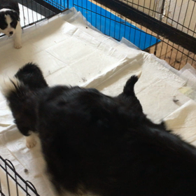 今日の子犬の画像