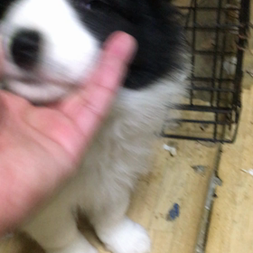 販売中子犬の画像