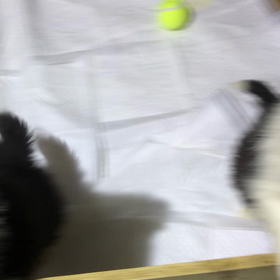 ボーダーコリー  子犬の画像