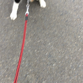 販売中の子犬   1の画像