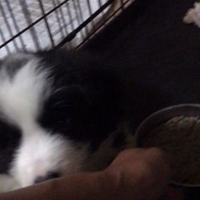 子犬成長の画像