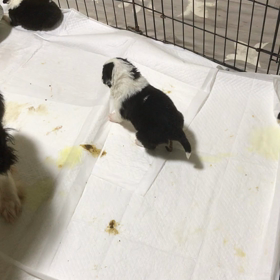 ボーダーコリー  子犬の画像