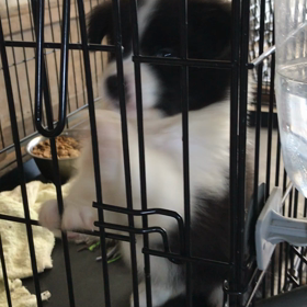 飼い主さんが決まった子犬 （再アップの画像