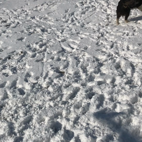 初雪の画像