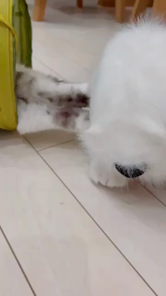 サンディとの記事動画