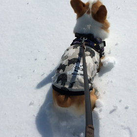 ドカ雪( ´Д`)y━･~~の画像