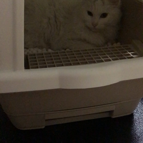 トイレの画像