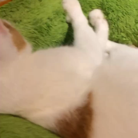 猫のふみふみ最強説の画像