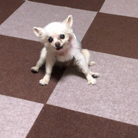 我が家の老犬リキ①の画像