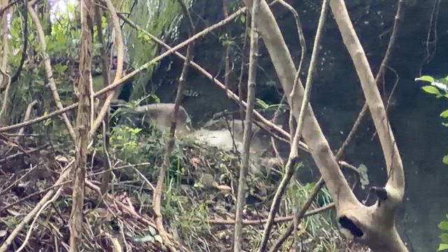 W師匠と双石山で植物観察(^^)の記事動画