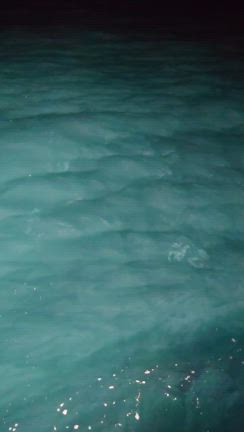 10/05 半夜深夜 アオリイカの記事動画