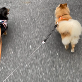 メダカと愛犬の画像