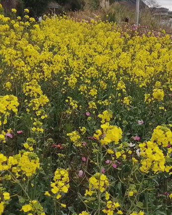 「下灘駅の菜の花と海」の記事動画