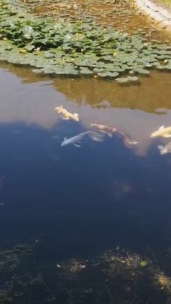 「皇居東御苑の二の丸庭園の鯉」の記事動画