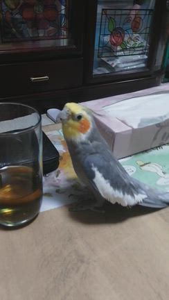 「妻の実家のオカメインコ」の記事動画