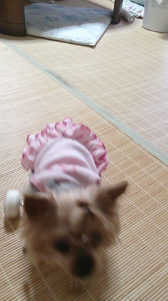 フェネック 羊毛フェルトの記事動画
