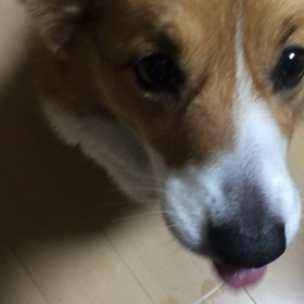 ムックの画像