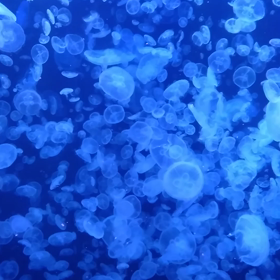 加茂水族館の画像