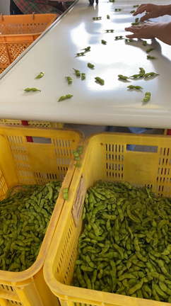 庄内夏の味覚だだちゃ豆直送❗️尽くしお料理動画付き　の記事動画