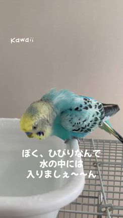 ナニモノかが侵入の記事動画