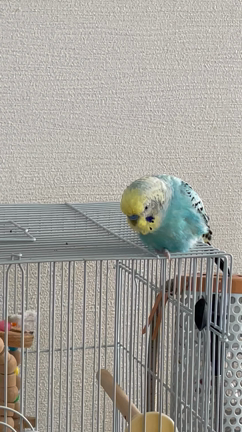 1段落しての記事動画