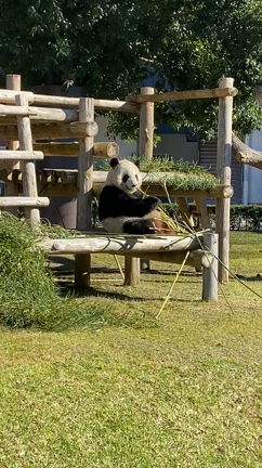 南紀白浜旅行〜⑤白浜アドベンチャーワールドの記事動画
