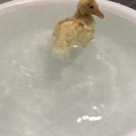 コールダック初めての水浴びの画像