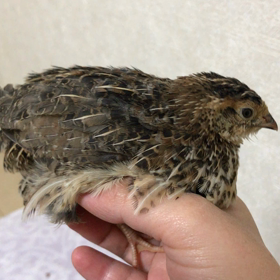 ウズラのうーたんの画像