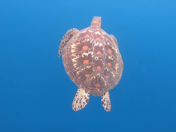 石垣島楽しかったー！癒やされたー！②の記事動画