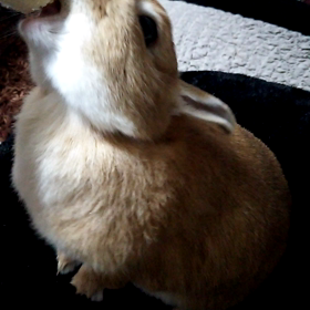 ばななが好きすぎるのです。の画像