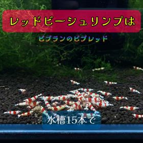 レッドビーシュリンプと水槽の画像