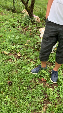 雨☔️上がり譲渡会開催できて良かった❣️の記事動画