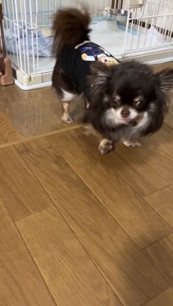 5月２７日直美、てっぺい預かり犬達の様子の記事動画