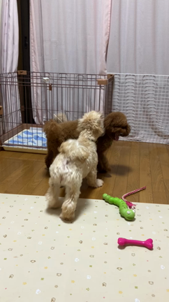 愛菜ちゃんお帰りなさい❣️の記事動画