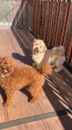 10月30日預かり犬達とうちの子達❣️の記事動画