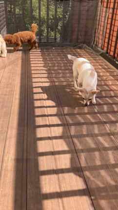 10月17日預かり犬達とうちの子達❣️の記事動画
