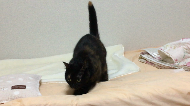 今日の運動の記事動画