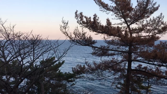 鮟鱇尽くしで美味しかったけど苦しかった日の記事動画